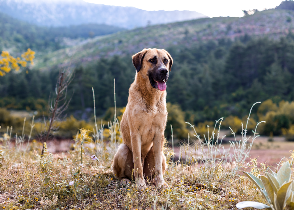 #8. Anatolian shepherd dog